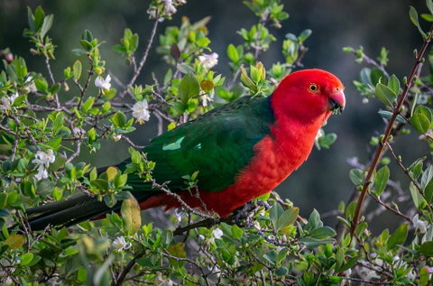 Country Paradise In The Gully - Mackay Tourism 2