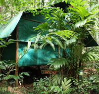 Daintree Crocodylus - Mackay Tourism