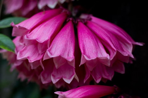 Daintree Village Hideaway - Mackay Tourism 3