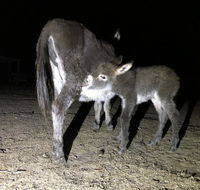Donkey Tales Farm Cottages - Mackay Tourism