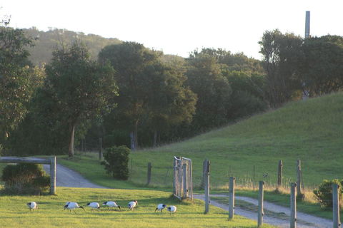 Driftwood Villas - Mackay Tourism 1