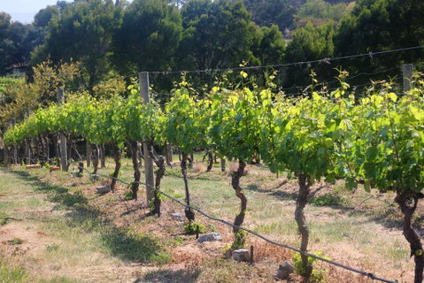 Every Man And His Dog Vineyard - Mackay Tourism 2