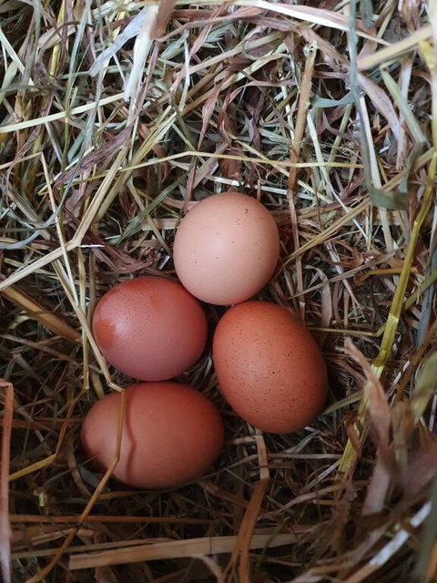 Farm Stay Lowana, Strahan - Mackay Tourism 3