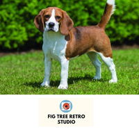 Fig Tree Retro Studio - Mackay Tourism