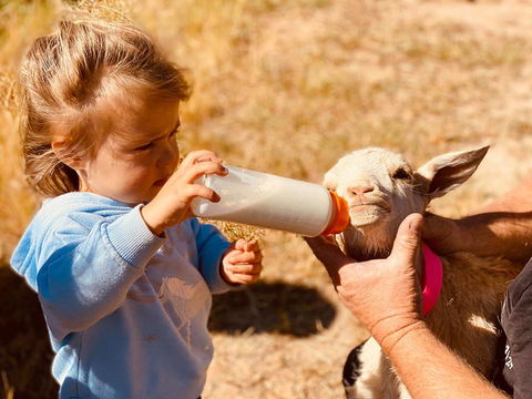 Glenview Alpaca Farm - Mackay Tourism 1