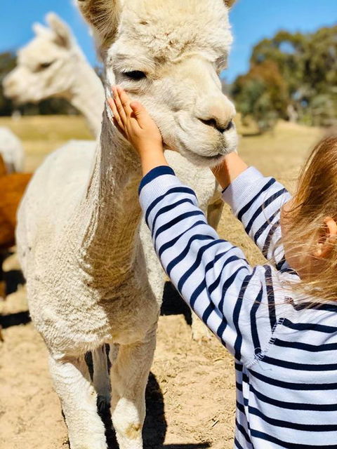 Glenview Alpaca Farm - Mackay Tourism 3