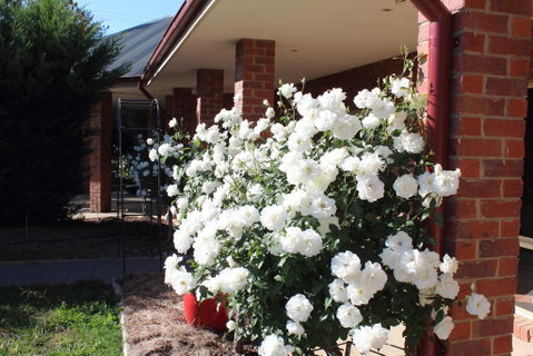 Gundaroo Manor Bed & Breakfast - Mackay Tourism 3