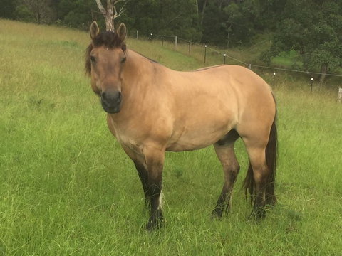 Heimat Chalets - Mackay Tourism 1