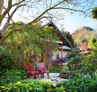 Hills End Camellia - Mackay Tourism