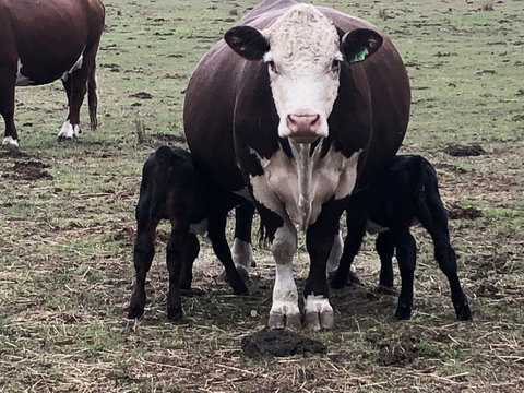 Jackaleah Farm Stay - Mackay Tourism 3