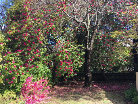 Kookaburra Cottage - Mackay Tourism 1