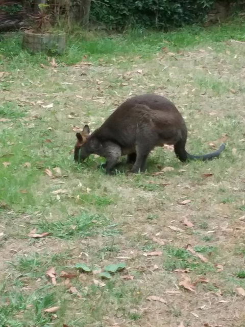 Lyrebird Gully Retreat - Mackay Tourism 1