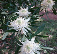 Lyrebird Gully Retreat - Mackay Tourism