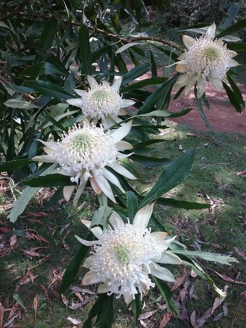 Lyrebird Gully Retreat - Mackay Tourism 0