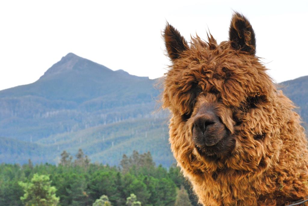 Glenora TAS Mackay Tourism