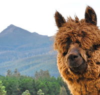 Maydena Mountain Cabins - Mackay Tourism