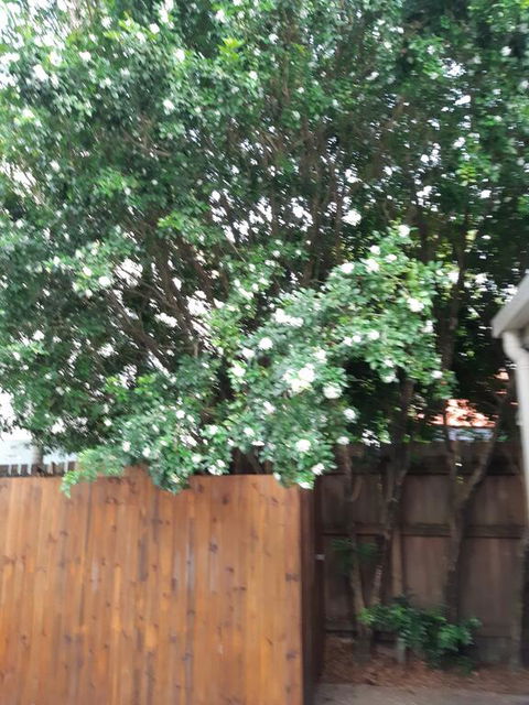 Murraya Exotica Place - Mackay Tourism 3