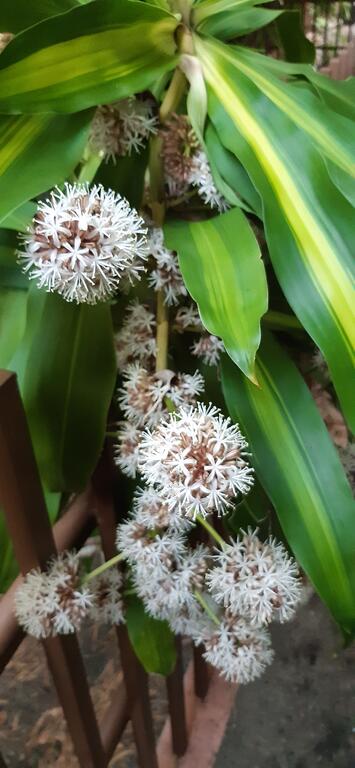 Murraya Exotica Place - Mackay Tourism 1