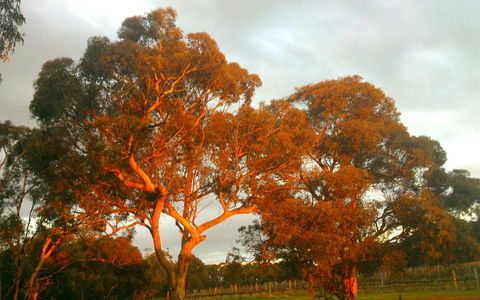 Hotham Ridge Estate - Mackay Tourism 35