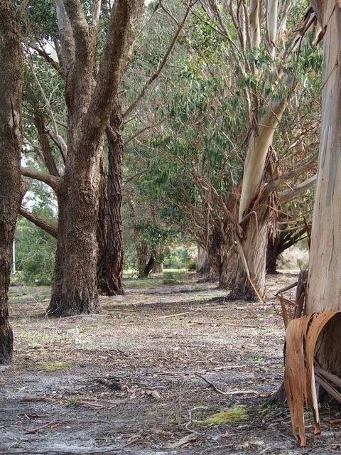 Riverside Retreat Chalets, Walpole - Mackay Tourism 16