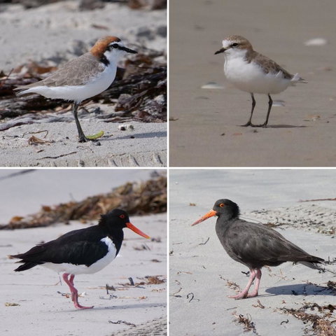 Riverside Retreat Chalets, Walpole - Mackay Tourism 25