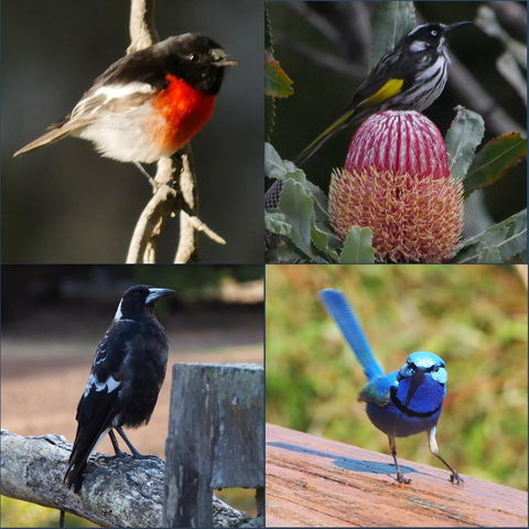 Riverside Retreat Chalets, Walpole - Mackay Tourism 23