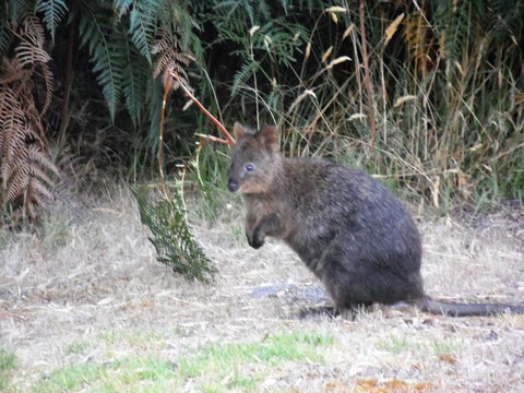 Riverside Retreat Chalets, Walpole - Mackay Tourism 22