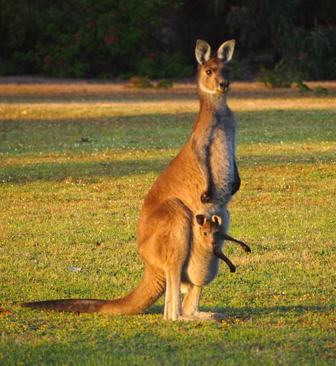 Riverside Retreat Chalets, Walpole - Mackay Tourism 21