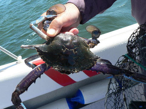 Mandurah Beach Front Apartment - Mackay Tourism 24