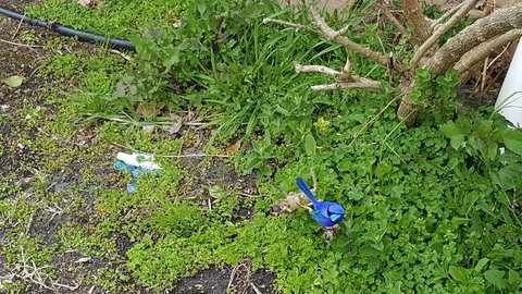 Abbivale Farm Cottage - Mackay Tourism 17