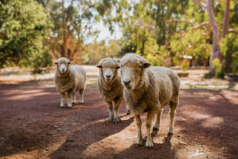 Margaret River Holiday Cottages - Mackay Tourism 15