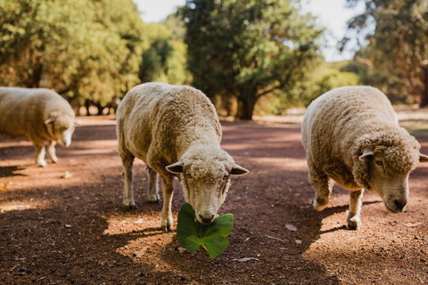 Margaret River Holiday Cottages - Mackay Tourism 26