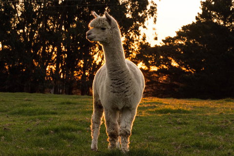 Celestine Retreat - Mackay Tourism 10