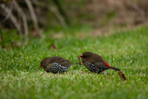 Celestine Retreat - Mackay Tourism 12