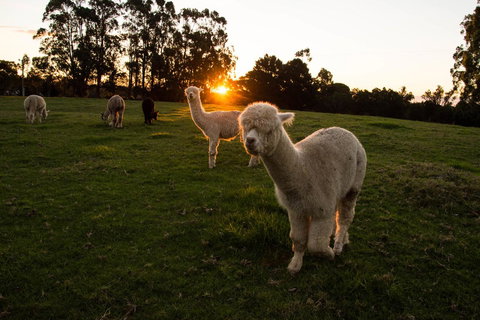 Celestine Retreat - Mackay Tourism 2