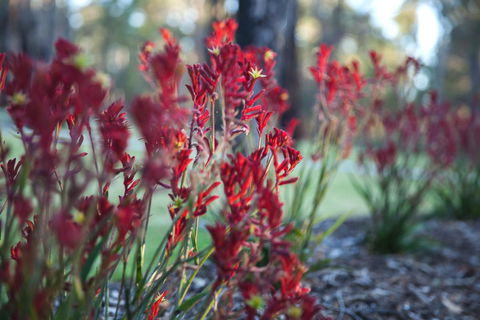 Amaroo Retreat & Spa - Mackay Tourism 16