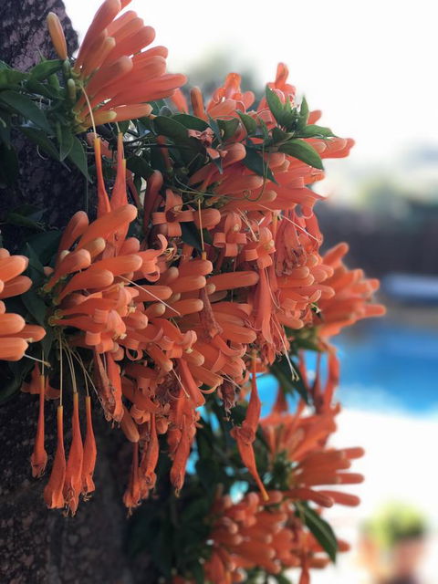 Swan Valley Rest Cottage - Mackay Tourism 23