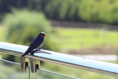 Bickley Valley Cottage - Mackay Tourism 9