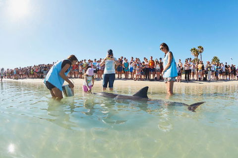 RAC Monkey Mia Dolphin Resort - Mackay Tourism 2