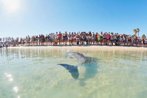 RAC Monkey Mia Dolphin Resort - Mackay Tourism 3