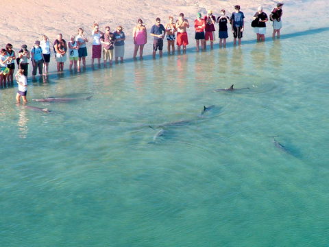 RAC Monkey Mia Dolphin Resort - Mackay Tourism 4