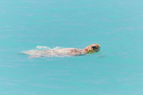 RAC Monkey Mia Dolphin Resort - Mackay Tourism 20