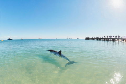 RAC Monkey Mia Dolphin Resort - Mackay Tourism 1