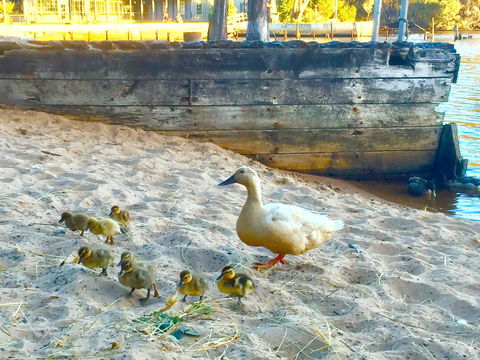 Wandering Geese Boutique Bed And Breakfast - Mackay Tourism 3
