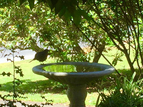 Wandering Geese Boutique Bed And Breakfast - Mackay Tourism 19