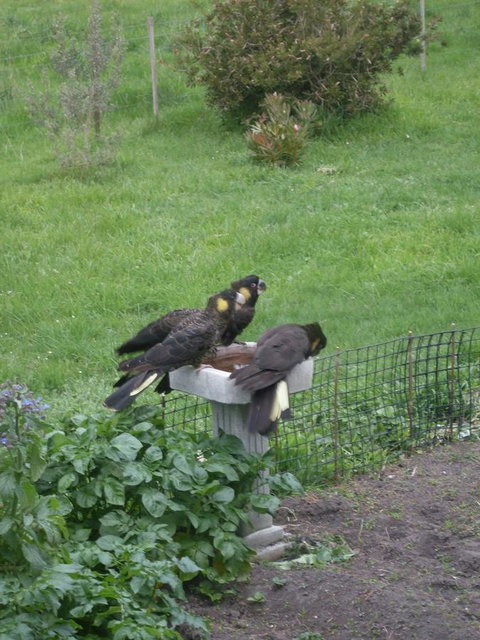 Pipe Clay Cottage - Mackay Tourism 33