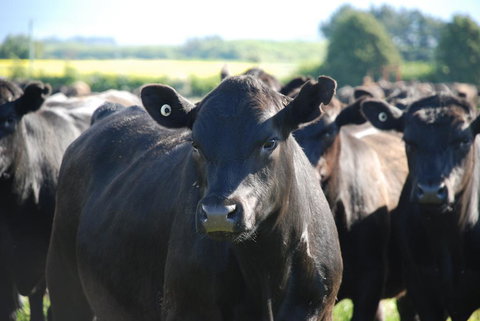 Panshanger Estate - Mackay Tourism 2