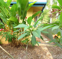 Rainforest Cottage Cairns - Mackay Tourism