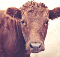 Redwing Farm Stay - Mackay Tourism