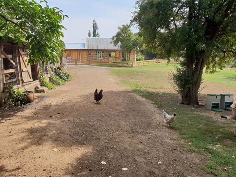 Rosendale Stables - Mackay Tourism 2